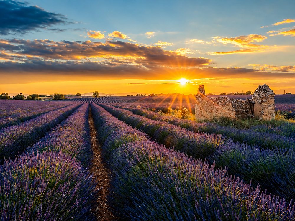 Campos de lavanda em flor ao entardecer na Provence
